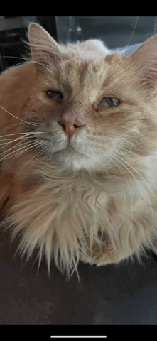 Help chat roux troisième paupière que faire ?