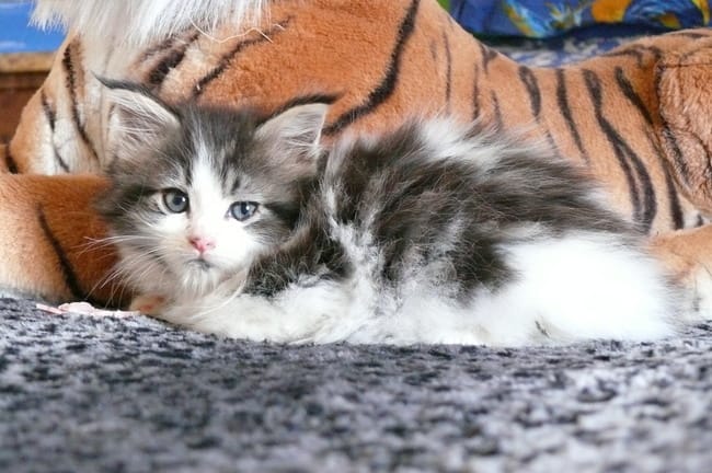 quel couleur est mon chat 