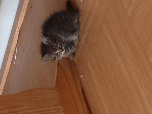 A trouver petit chaton Avc la peau sur les os 