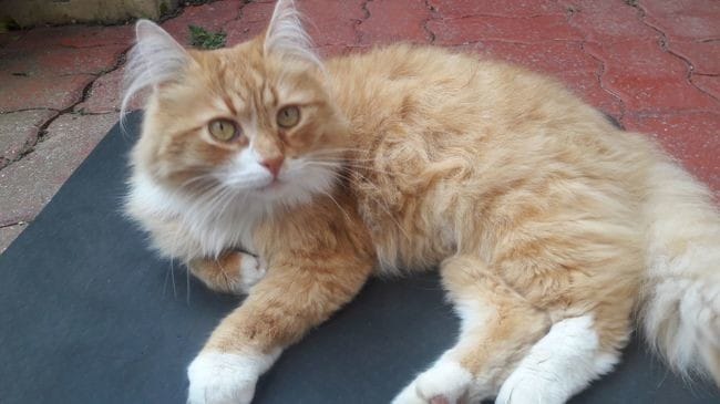 Identification race de chat