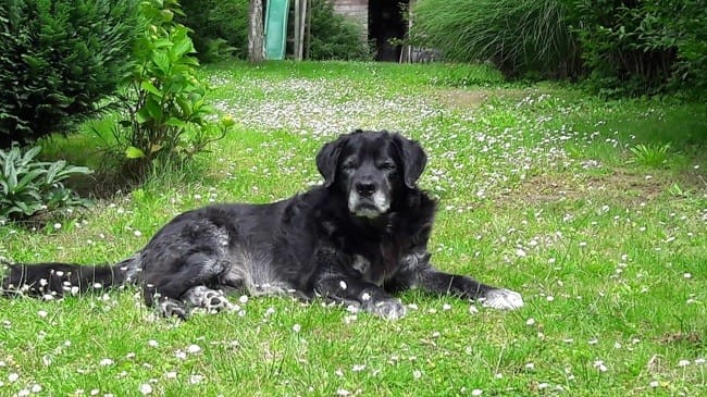 De quelle race est notre chien ?