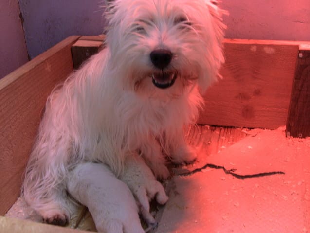 Présentation de Jahan et Haidaloup