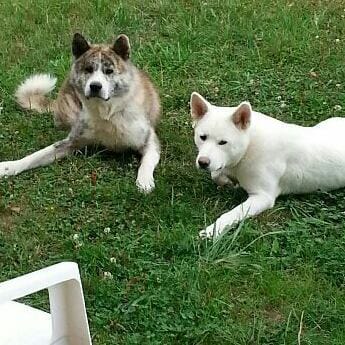 les amoureux des akita inu
