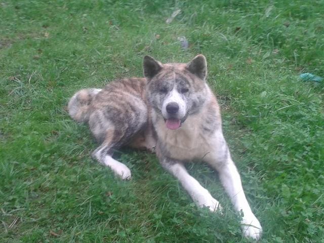 mon chien grogne et pince l'educatrice canine