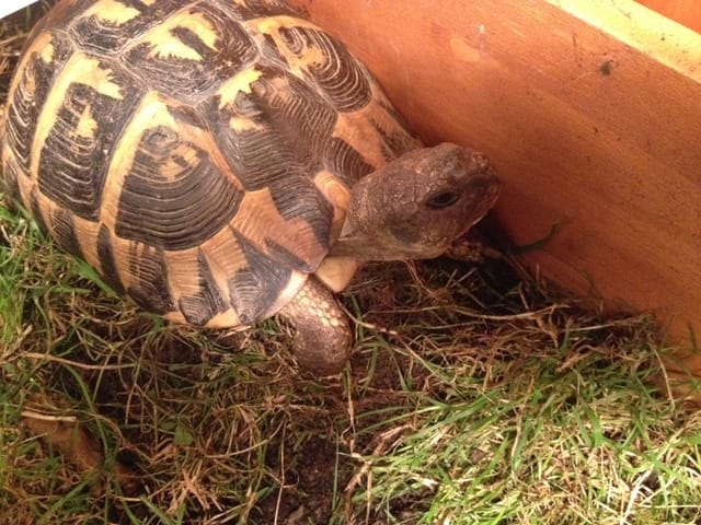 Connaître l'age d'une tortue de terre Graeca ?