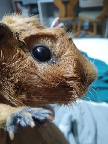 Cochon d'Inde aveugle