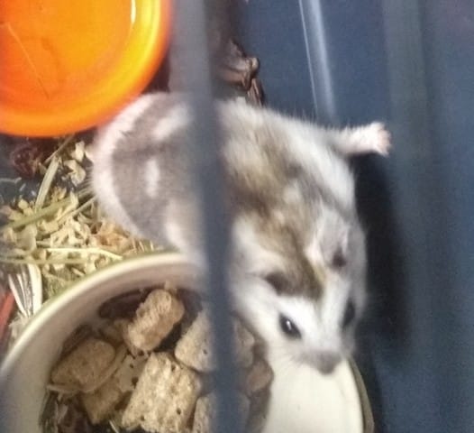 De quel espèce est mon hamster ?