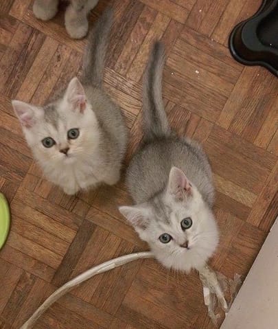 Conseils pour accueillir 2 chattes soeurs shorthair