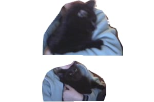 Je ne connait pas la race de mon chat!