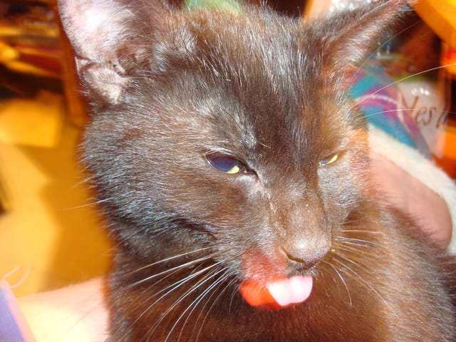 j'ai 2 petits souçis avec mon chat!