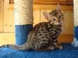 Chat bengal besoin de conseils!!!