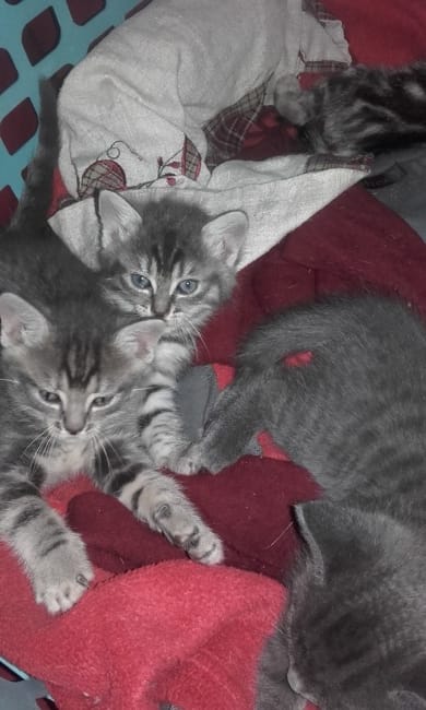 Je donne des chatons