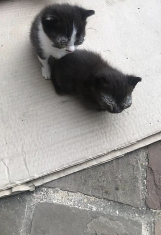Chatons sauvages de 1 mois avec gros problèmes de yeux que faire
