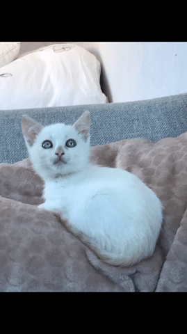 Race de mon chaton ??