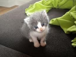 L'histoire d'un chat ... :')