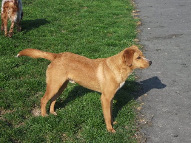 RaceS de mon chien....