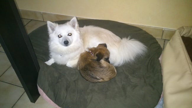 Mon chien refuse de manger.