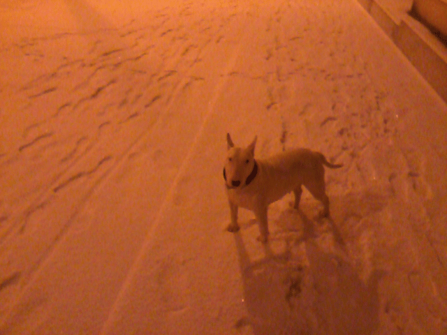 RECHERCHE BULL TERRIER MALE PR SAILLIE