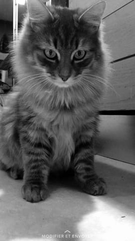Emmener mon chat en appartement