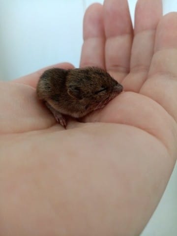 Bébé mulot, captivité ? Loi ?
