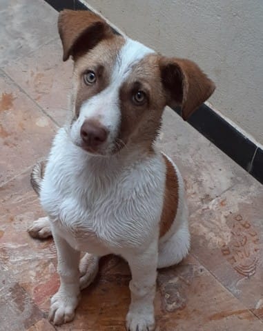 Quel est la race de mon chien ?
