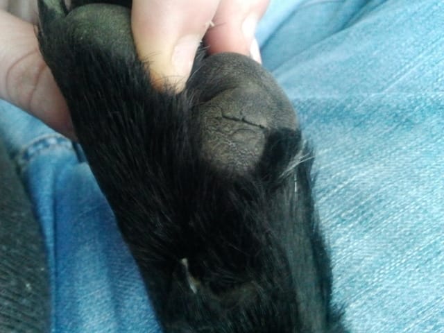 Coussinets du chien abimés