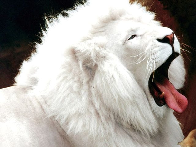 OMG : Lion Albinos