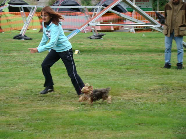 Qui fait partie d'un club canin ?