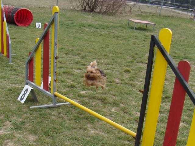Sports canins: l'agility