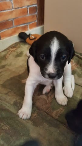 Quel croisement pour mon chiot?