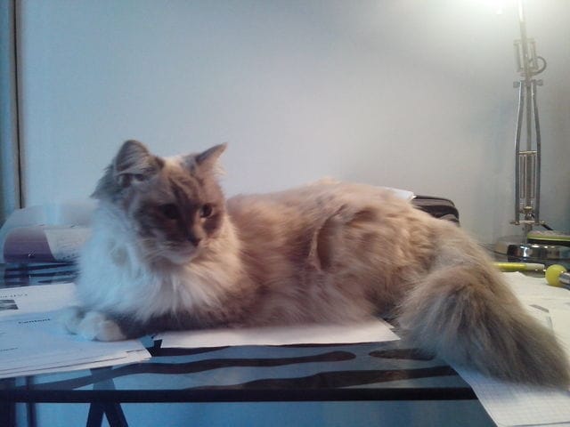 Cherche mâle Ragdoll pour saillie