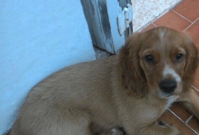 quel est la race de ce chien ?