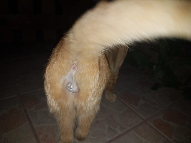 TRÈS URGENT : problème aux testicules d'un chat