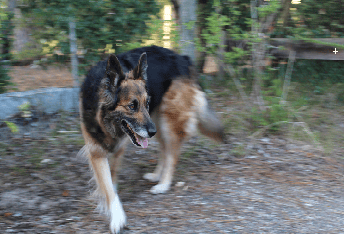 Chienne 6 ans associable, peut-on y remédier ? : Vos avis/conseils sont les bienvenus.