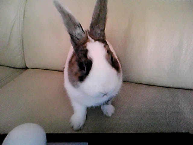 Mon lapin ,un régime