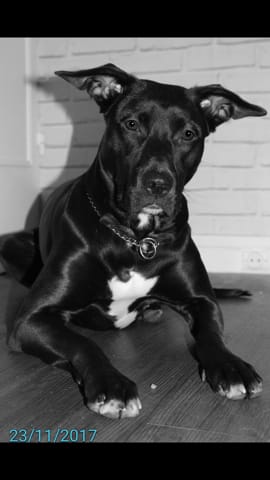 Quel est la race de notre Chienne ?