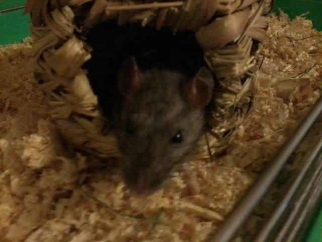 Rat à la maison 
