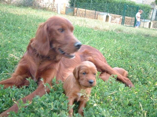 Je vous présente heaven  son bb  et mon tit jazz (croiser je ne c'est pas avec quoi )  