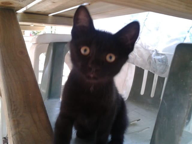 Renseignements sur ce chaton
