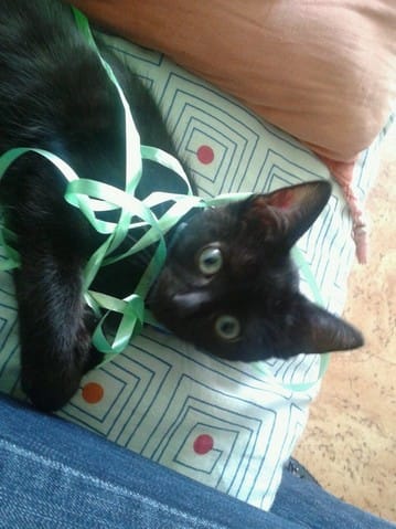 nouvelles de mon chat guyzmo