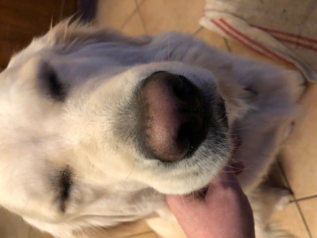 Pigmentverlust an der Nase – Golden Retriever