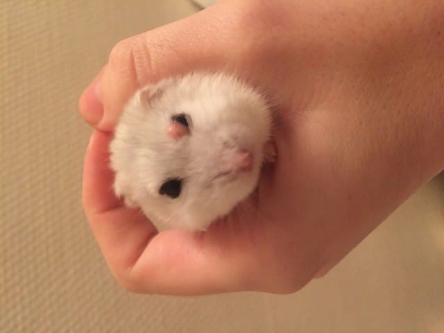 Mon hamster a une boule rouge à l'oeil