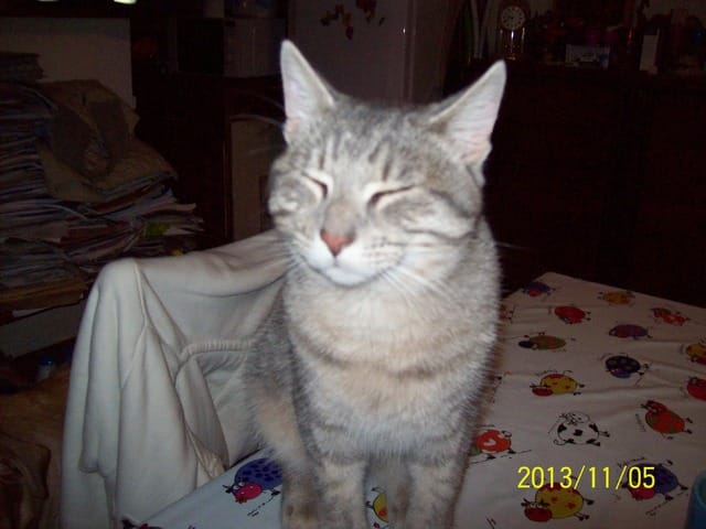 Aide pour toruver la race