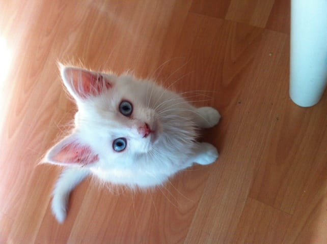 Mon chaton ne fait que ronronner...help!