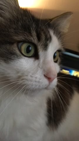 Quelle est la race de mon Chat ?