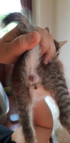 Sexage chaton 5 semaines