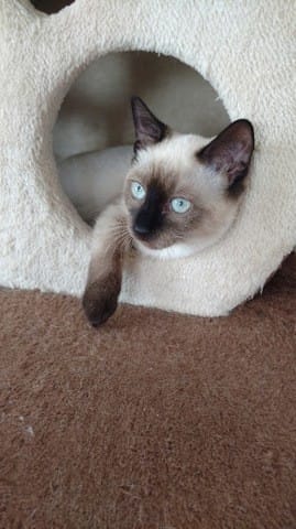 Fière de mes sauvetages