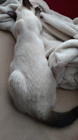 Poids chatte de 6 mois