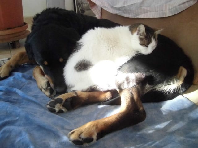 Je vends des croquettes Urinary suite décès de mon chat