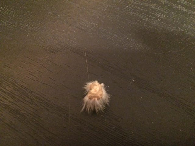 Objet poilu non identifié